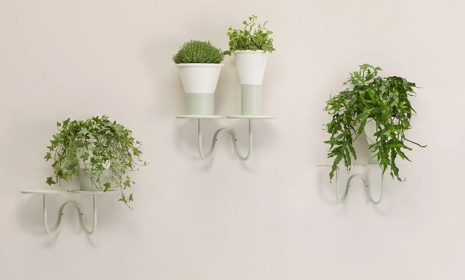 Mimosa - Porte-plante - mural