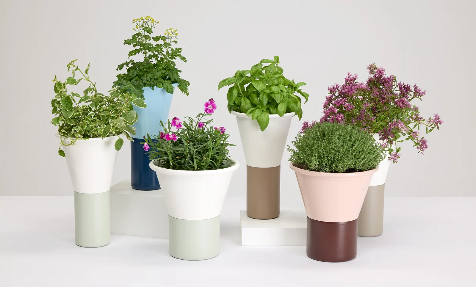 Mimosa - Vases