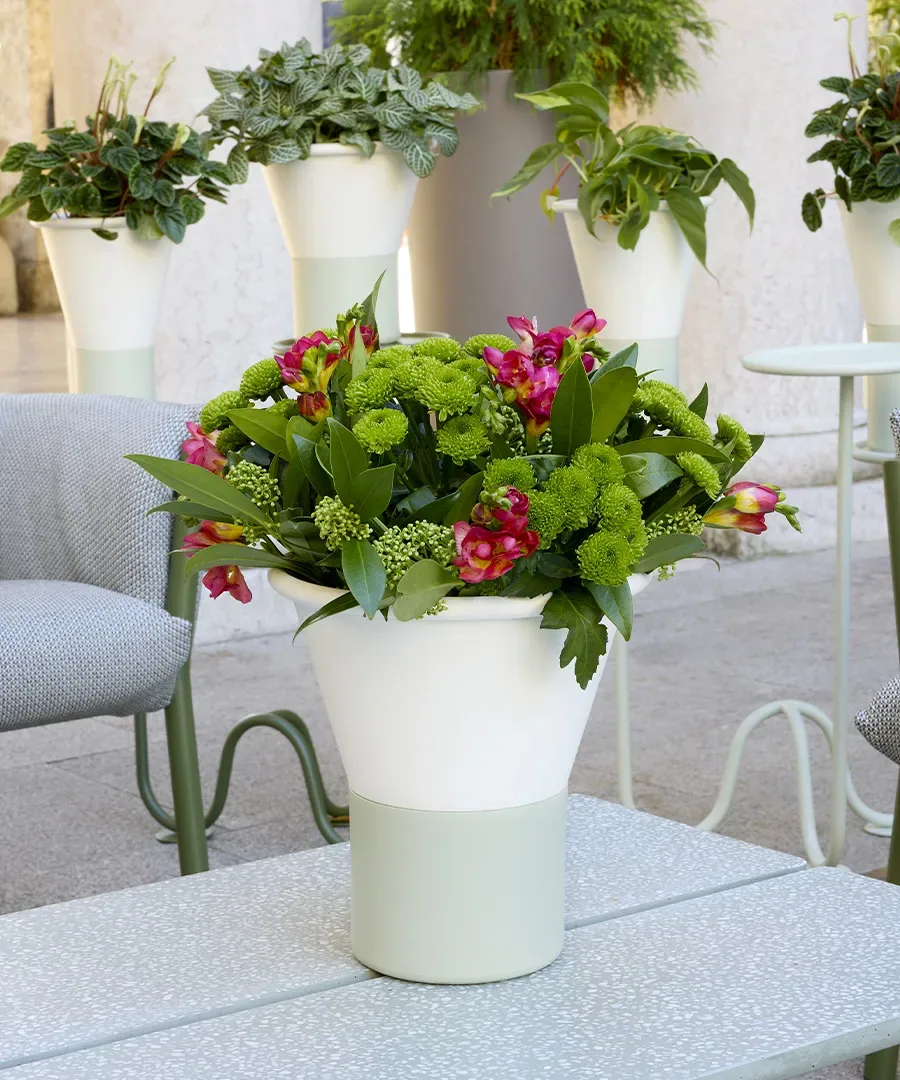 Mimosa - Vases, vue 2